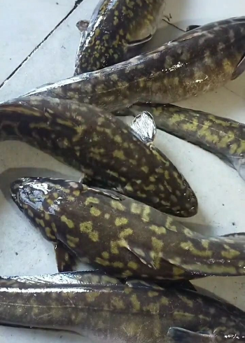 超级漂亮的江雪鱼,炖鱼汤喝特别有营养