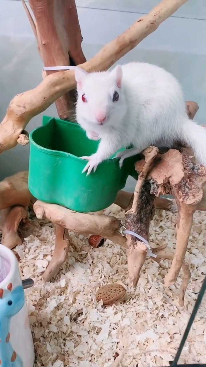 变异小松鼠,是不是很可爱.