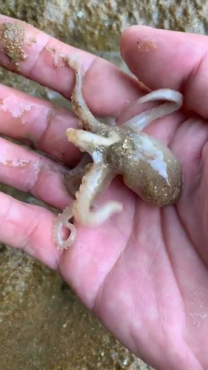 看这个张牙舞爪的八爪鱼,实在是太可爱了!