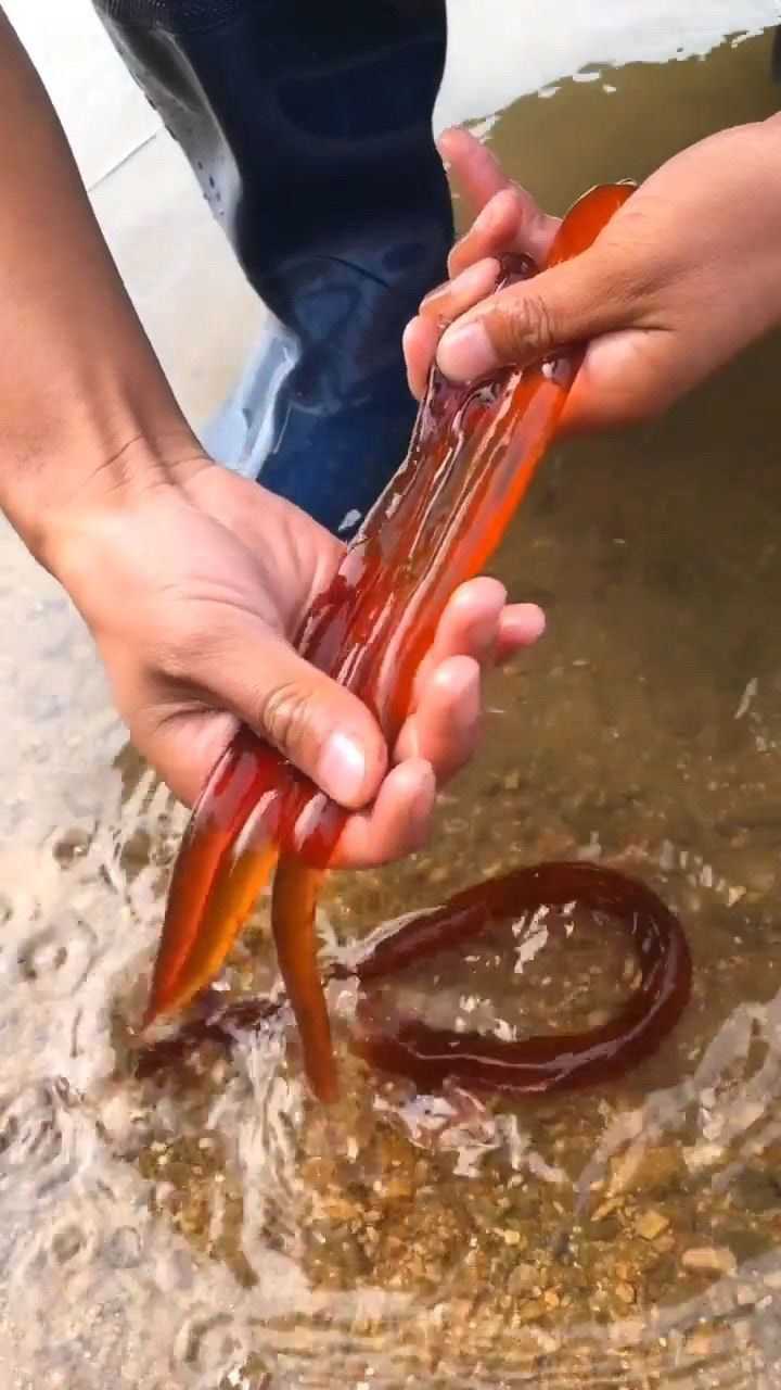 海蜇下面的触须是有毒的不会弄得千万不要碰