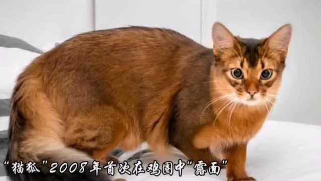 猫咪与狐狸的结合体——猫狐,网友:究竟是狐狸劈了腿,还是猫咪出了轨?