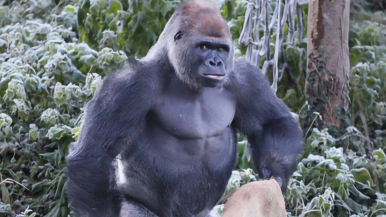 大猩猩"直立"走路,学得有模有样的,一夜爆红!