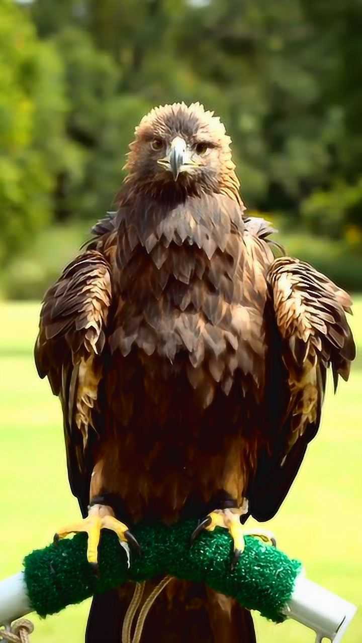 鹰:你们看我霸不霸气