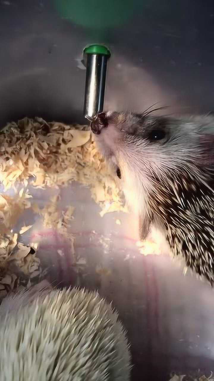 刺猬吃东西,近镜头拍,小舌头太可爱了!
