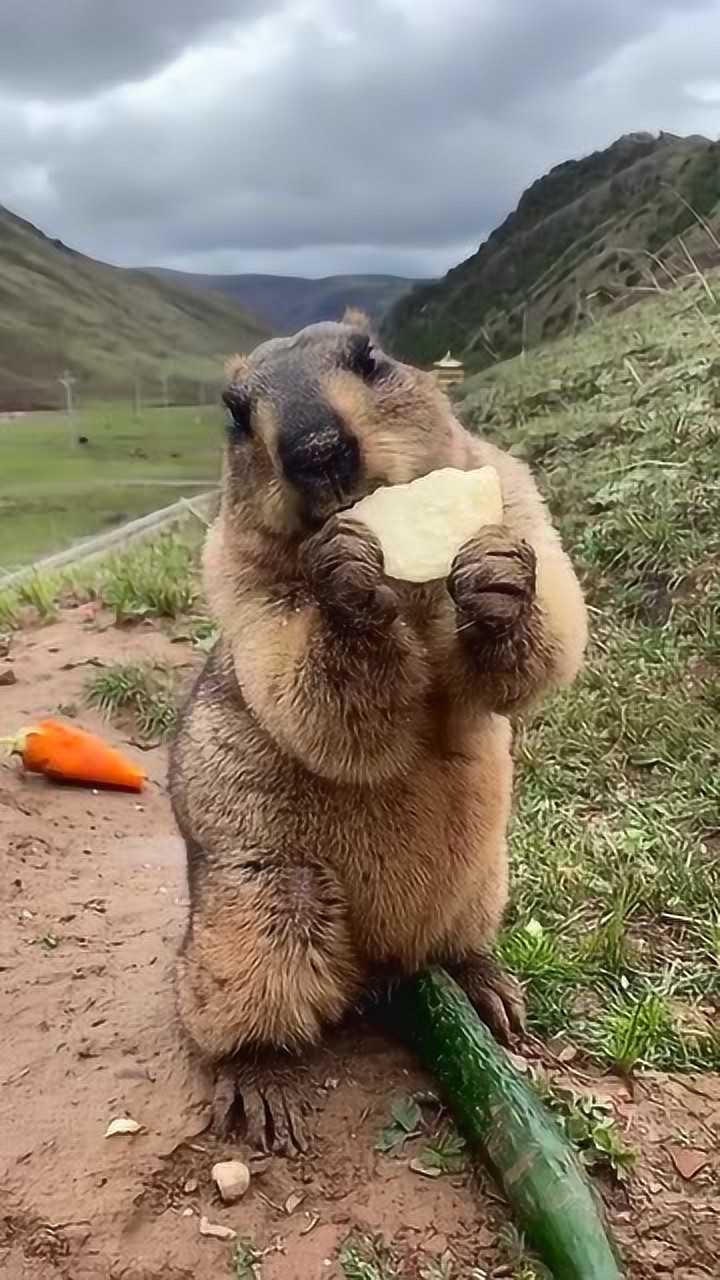 买点东西给土拨鼠吃没想到吃的那么开心太可爱了