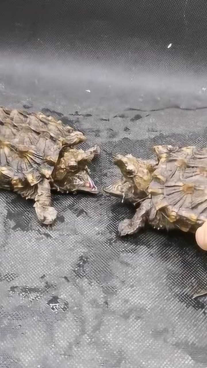 这种乌龟品种不常见这打架速度好快真让人猝不及防
