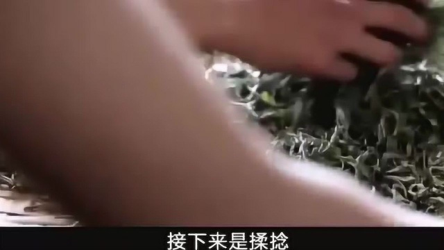 细说普洱茶的历史起源以及制作工艺