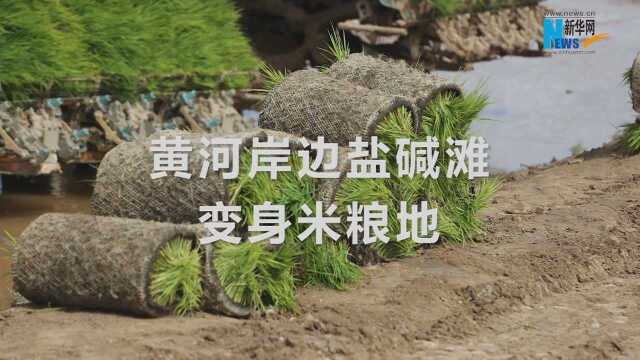 黄河岸边盐碱地变身米粮地