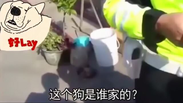 狗狗为这个家操碎了心!车主不承认自家套牌车被狗暴露!狗狗神助攻!