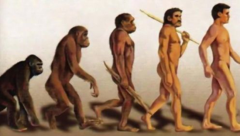 人类在进化过程中，为什么没有尾巴？尾巴为何会消失？