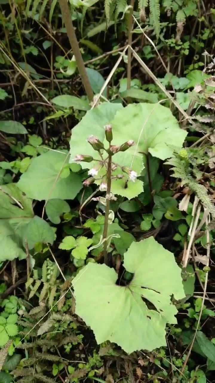 这个在我们农村叫做马蹄草,它还可以入药