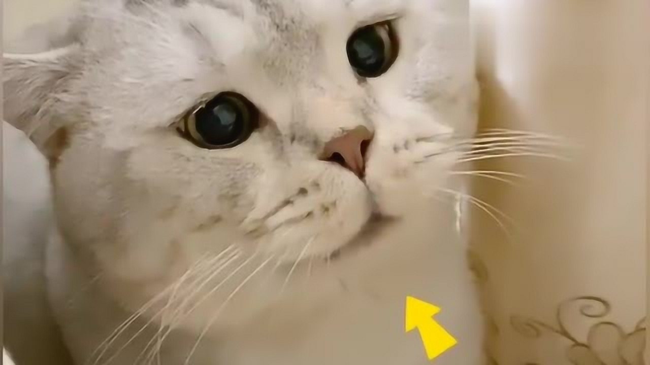 大家见过会噘嘴的小猫咪吗小姐姐让它噘嘴它立马就噘嘴太萌了