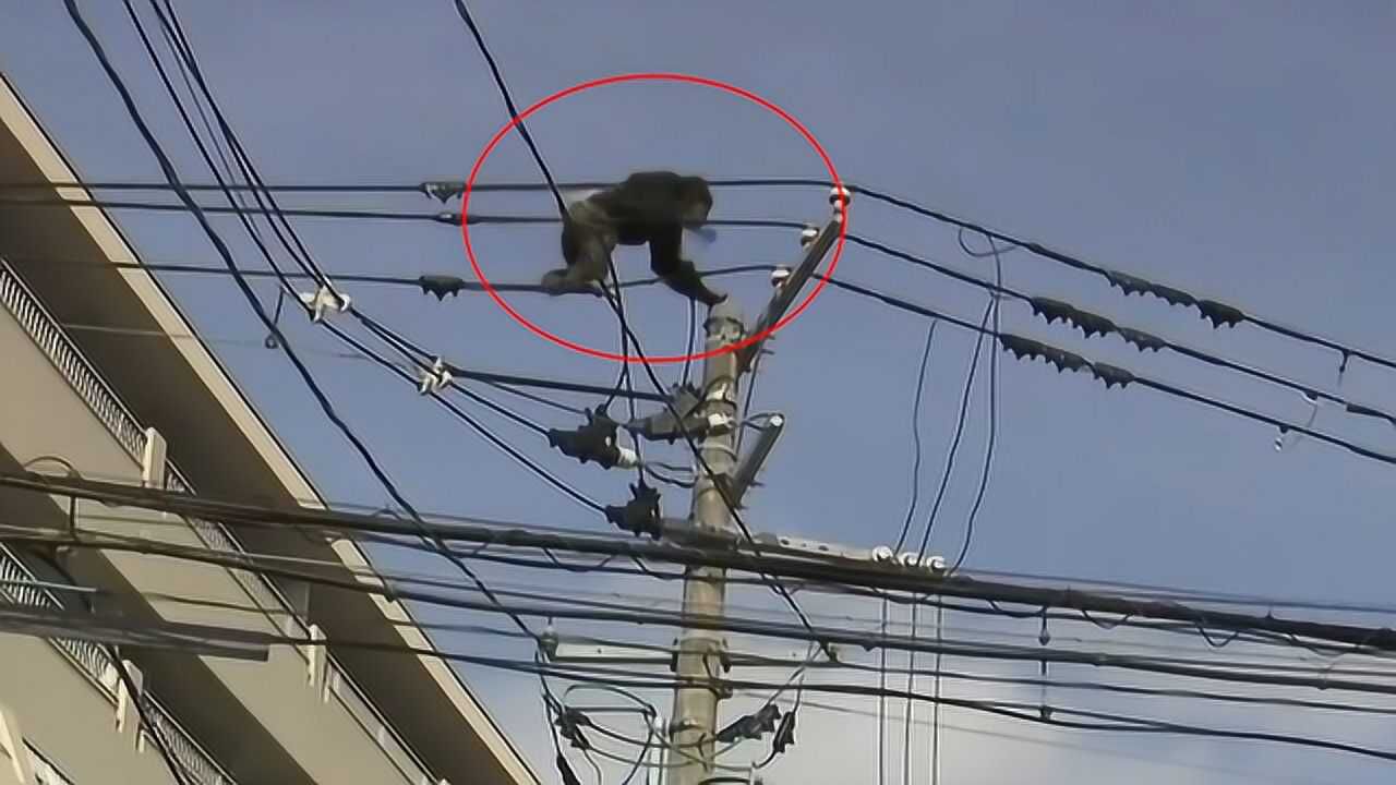 猩猩爬上高压电啪的一声猩猩瞬间倒地