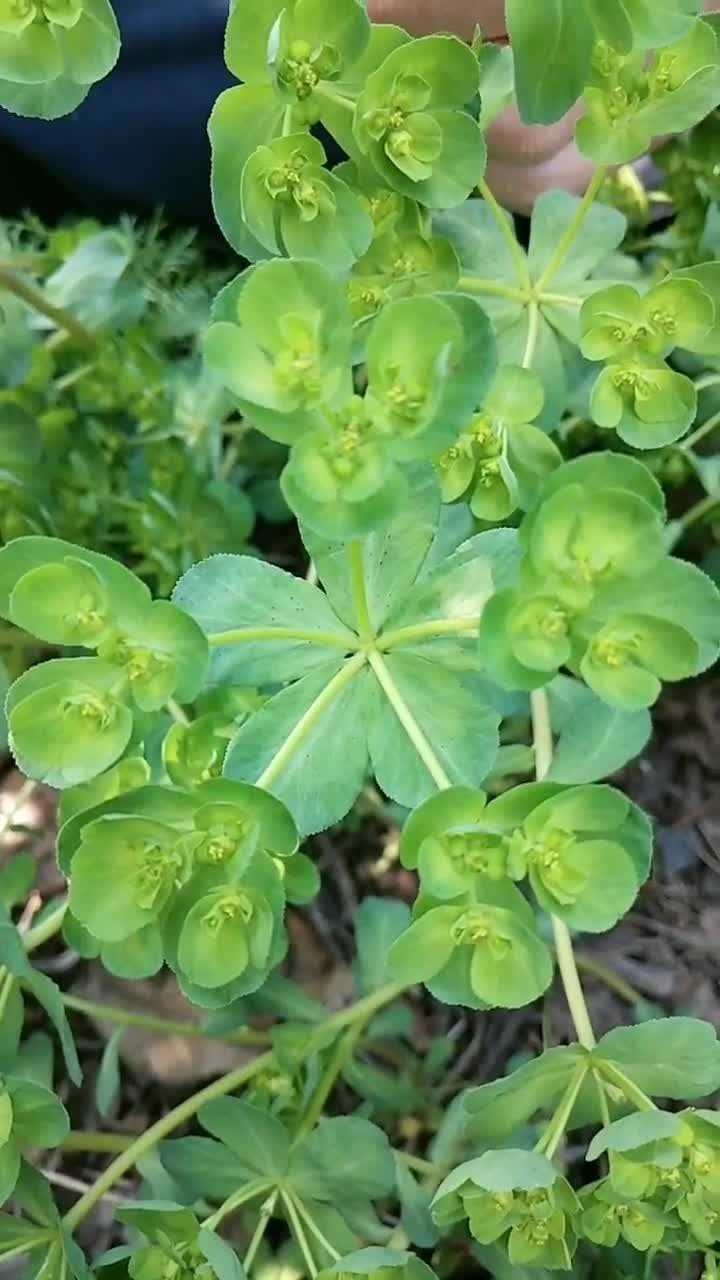 泽漆也叫五朵云,这是一味常见的中药