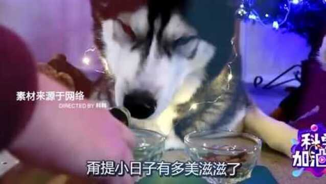 主人给二哈“喝白酒”庆生后,耍酒疯,下一秒要憋住别笑