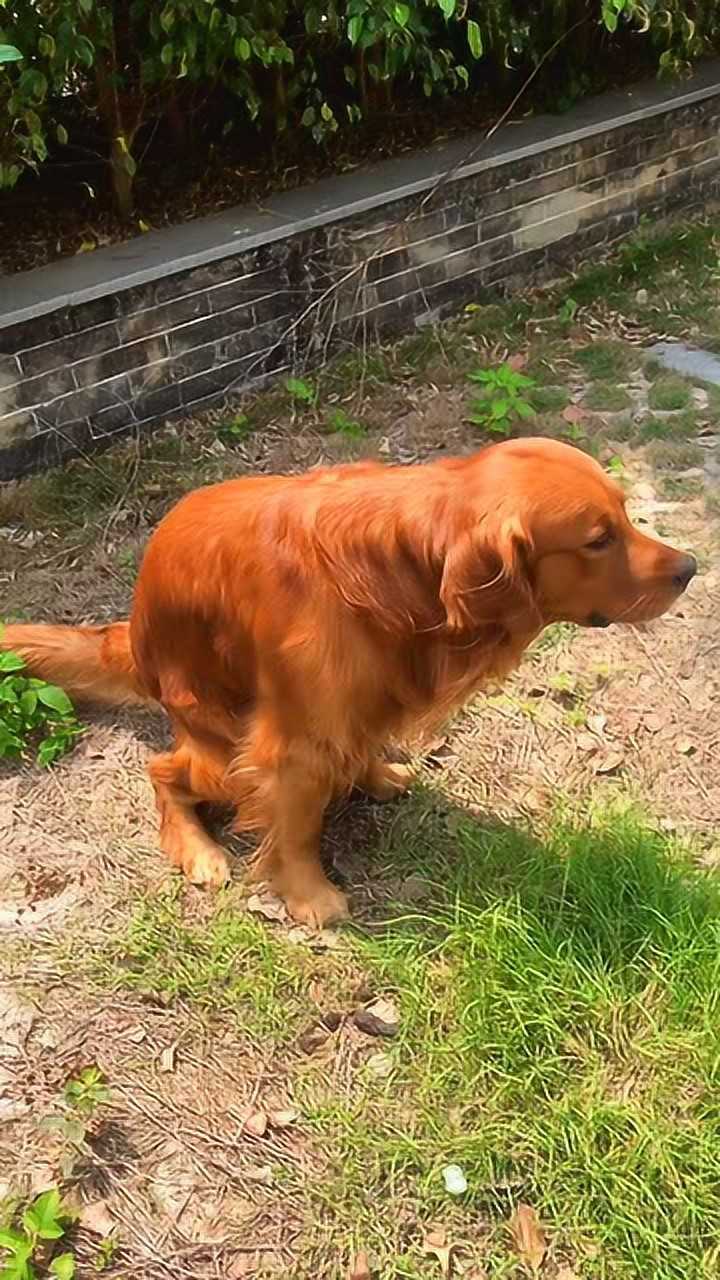 你知道金毛为什么要叫金毛吗?因为大黄狗叫黄毛就变社会狗了