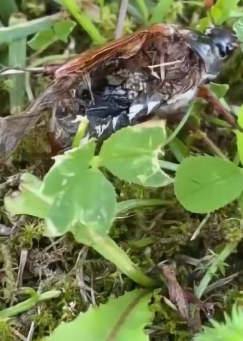 僵尸虫子身体被掏空竟然还活着