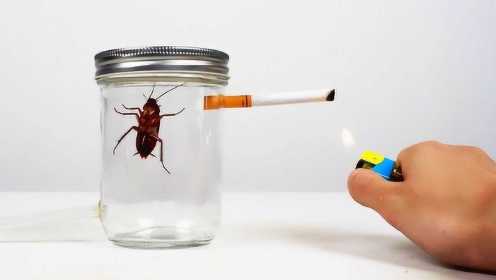 吸烟的危害有多大？蟑螂连吸一包烟后，网友：你还是打不死的小强吗？