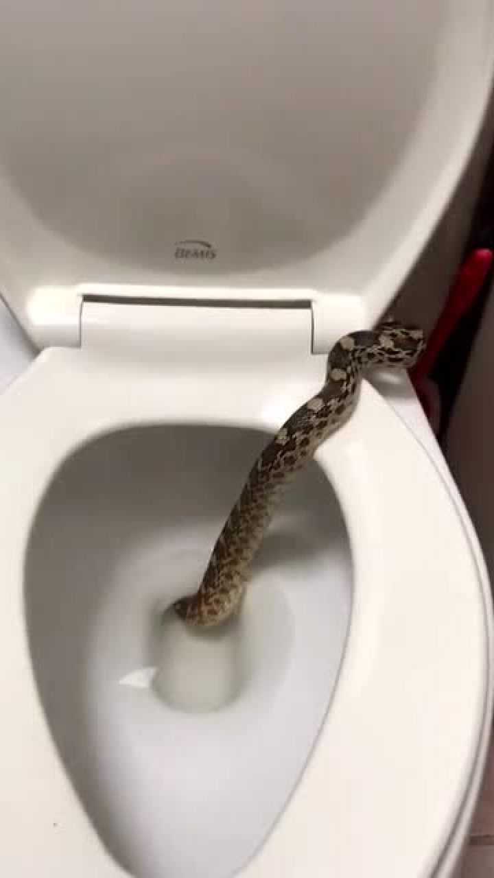 为什么蛇会从马桶里出来,真相竟是这样的,看完才出一身冷汗