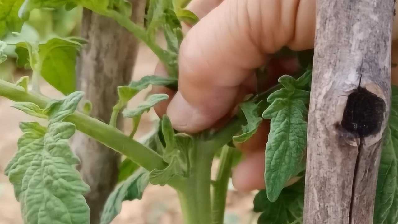 西红柿啥时掐尖最合适留多少西红柿是合适的看视频了解吧