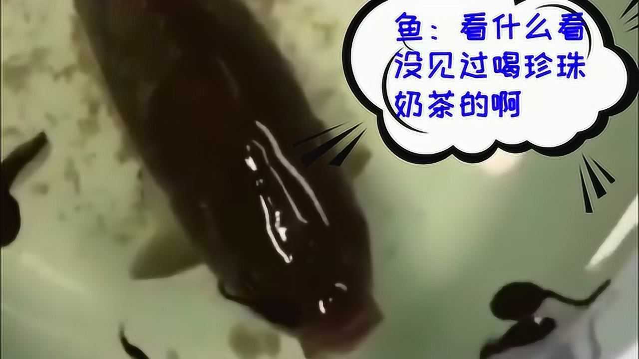 鱼竟然把蝌蚪当成珍珠奶茶喝这操作我服了蝌蚪谁把灯关了1