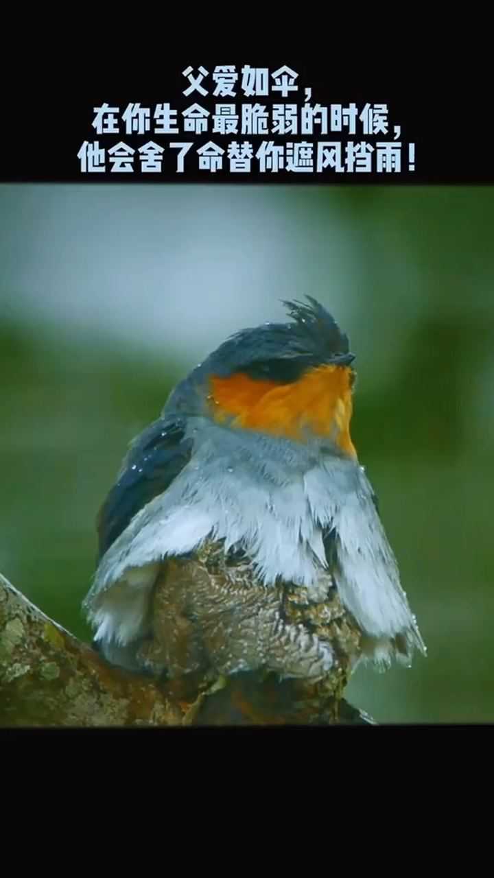父爱如山凤头林燕爸爸在风雨中用自己宽厚的羽毛为雏鸟遮挡萌的让人心