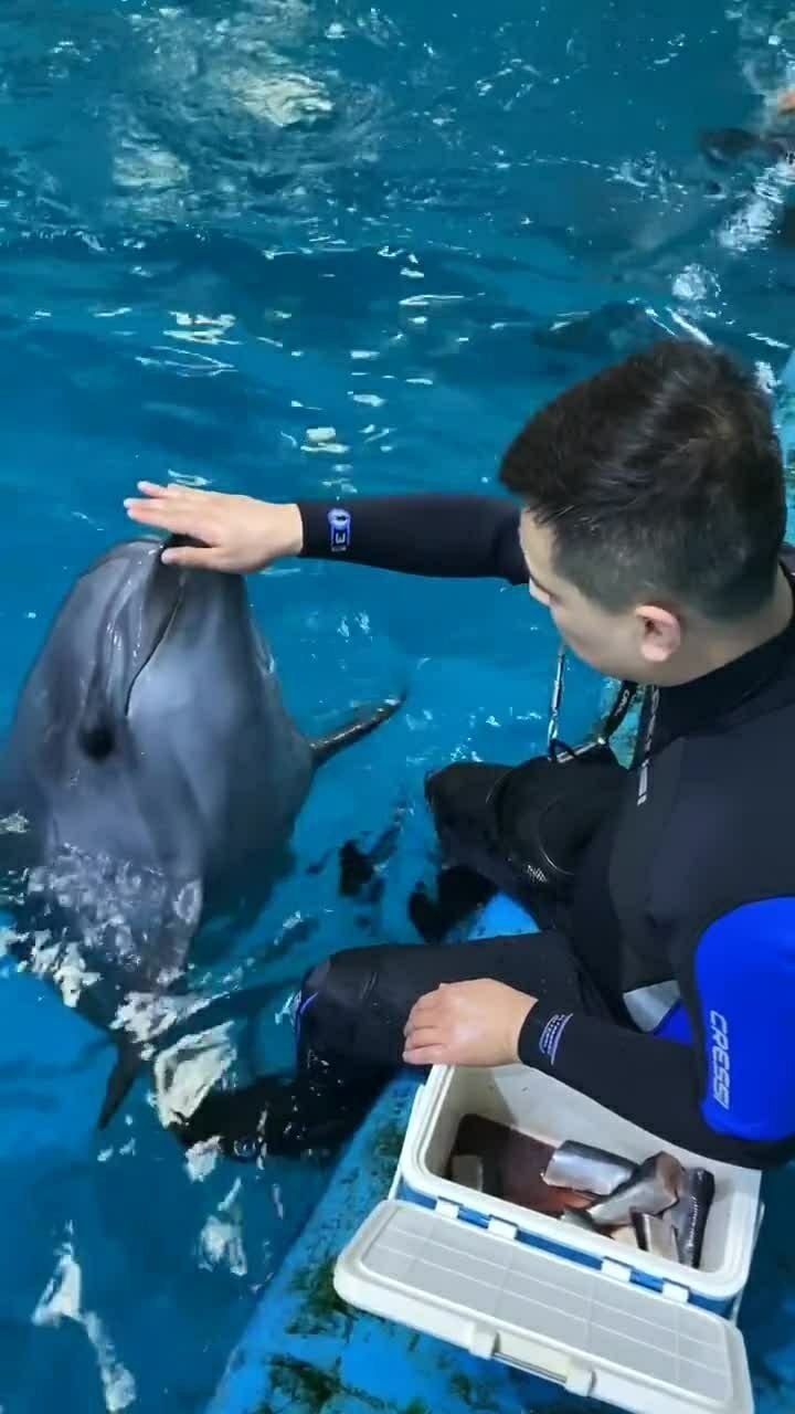 老师傅给小海豚进行脱敏训练加油啊