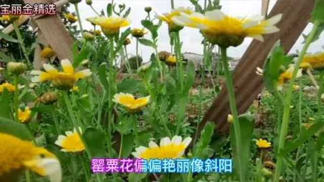 陈秋霞一曲: 罂粟花,歌声甜美