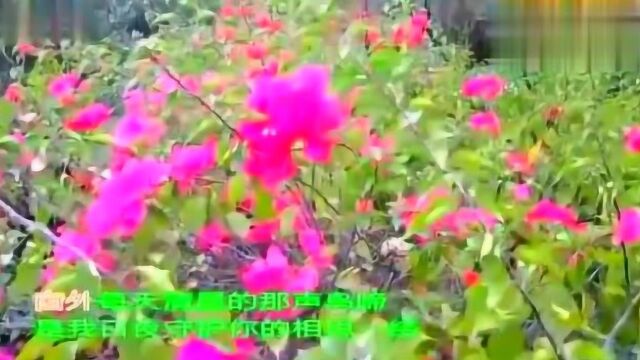 一曲《有你真好》好听极了