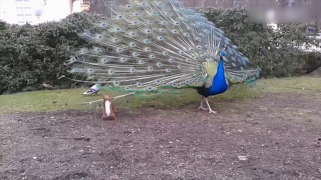 搞笑合集:孔雀开屏,确实挺美