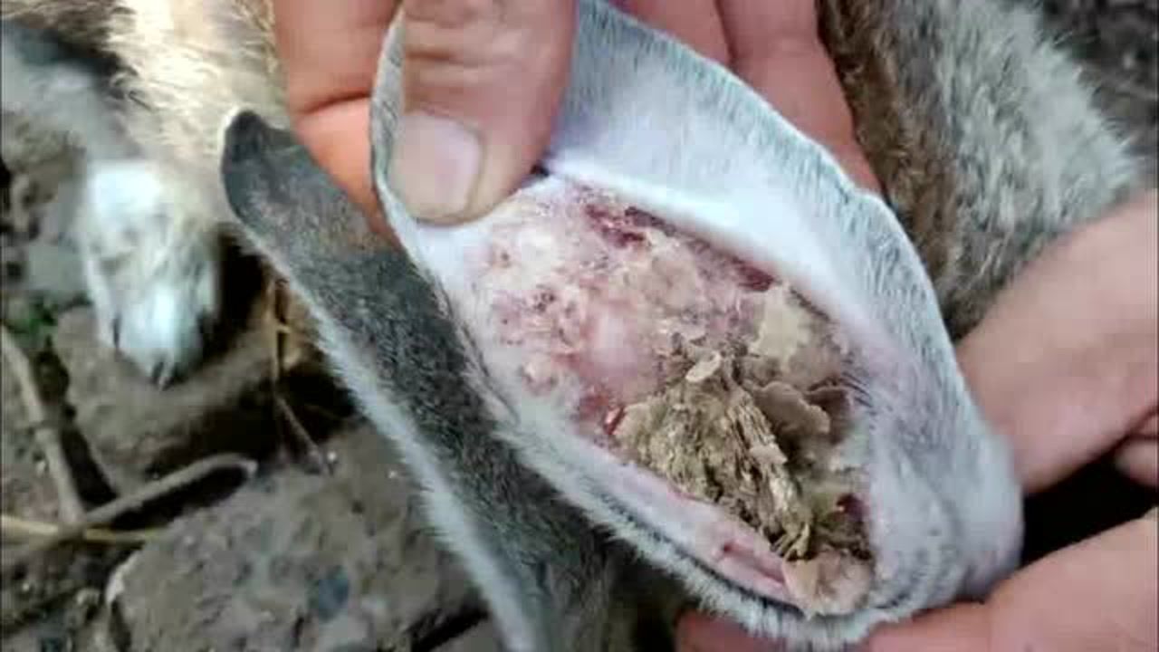 兔子耳癣脚癣怎么办三天完美康复