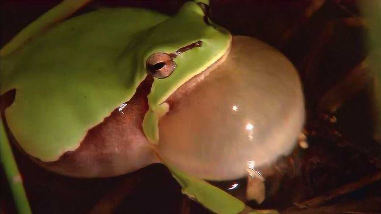 气鼓鼓的青蛙图片