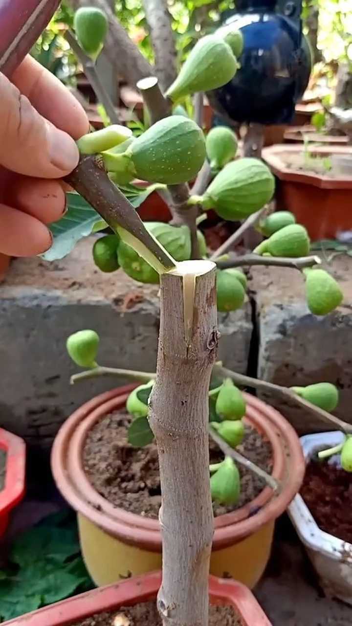 嫁接无花果树的高手值得你学习