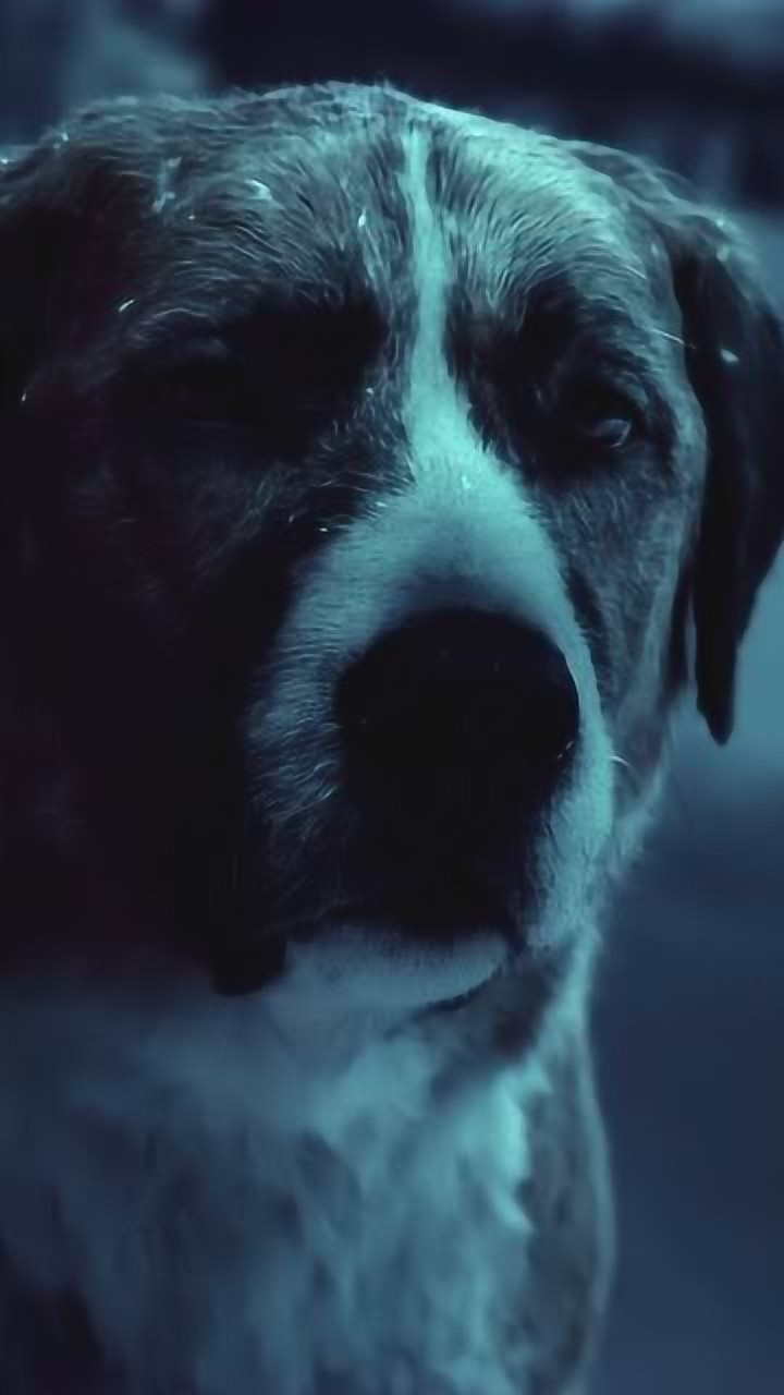 《野性的呼唤》它是巴克坚强的后盾,最后连二哈都被它的威武震慑到了