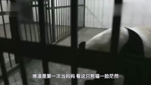 大熊猫的外形特点浑身胖乎乎、圆滚滚的,一爬一爬十分缓慢