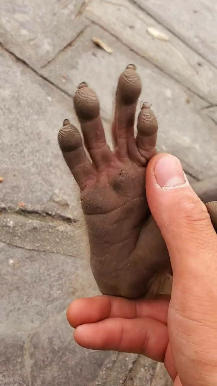 小猴子的脚原来长这样这一次仔细看了真的太有意思了