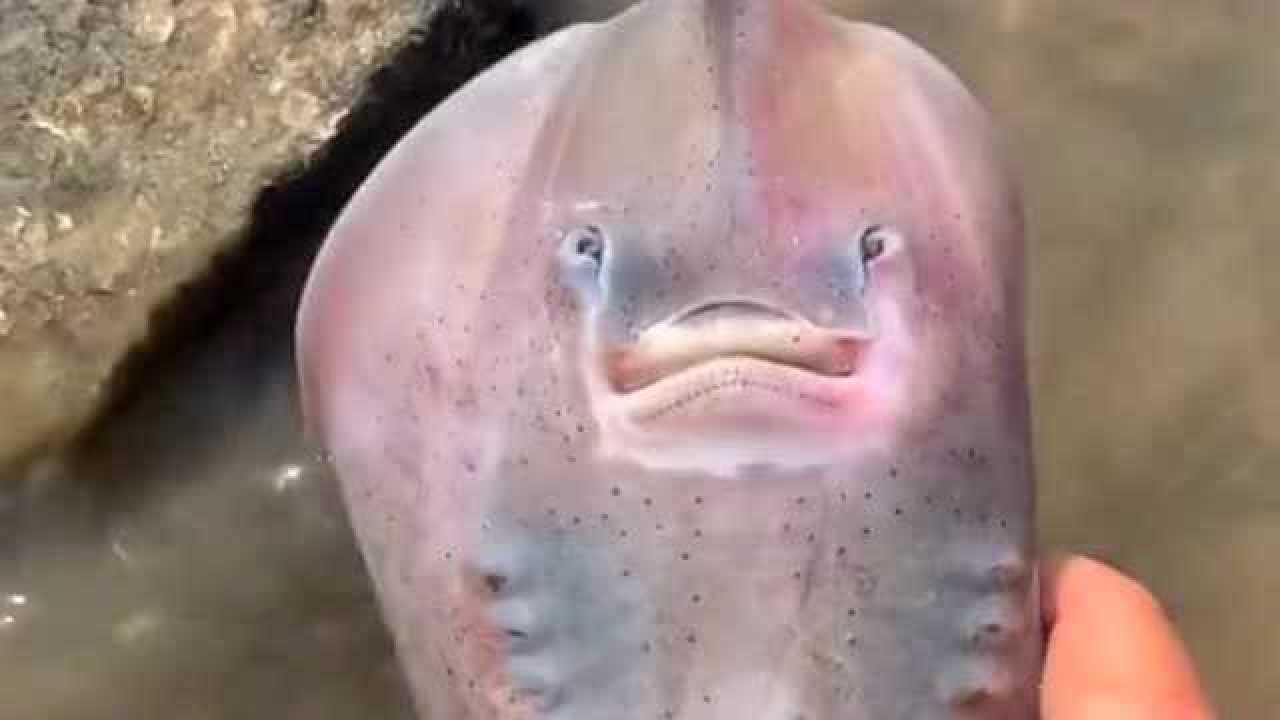 扁扁的鱼很可爱像人脸图片