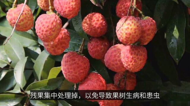 荔枝采摘前后如何管理才能高产?这几点很重要