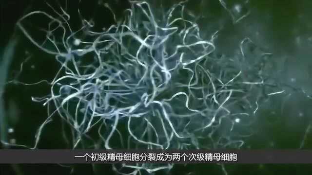 “精子”是怎么产生的?一分钟让你看明白!