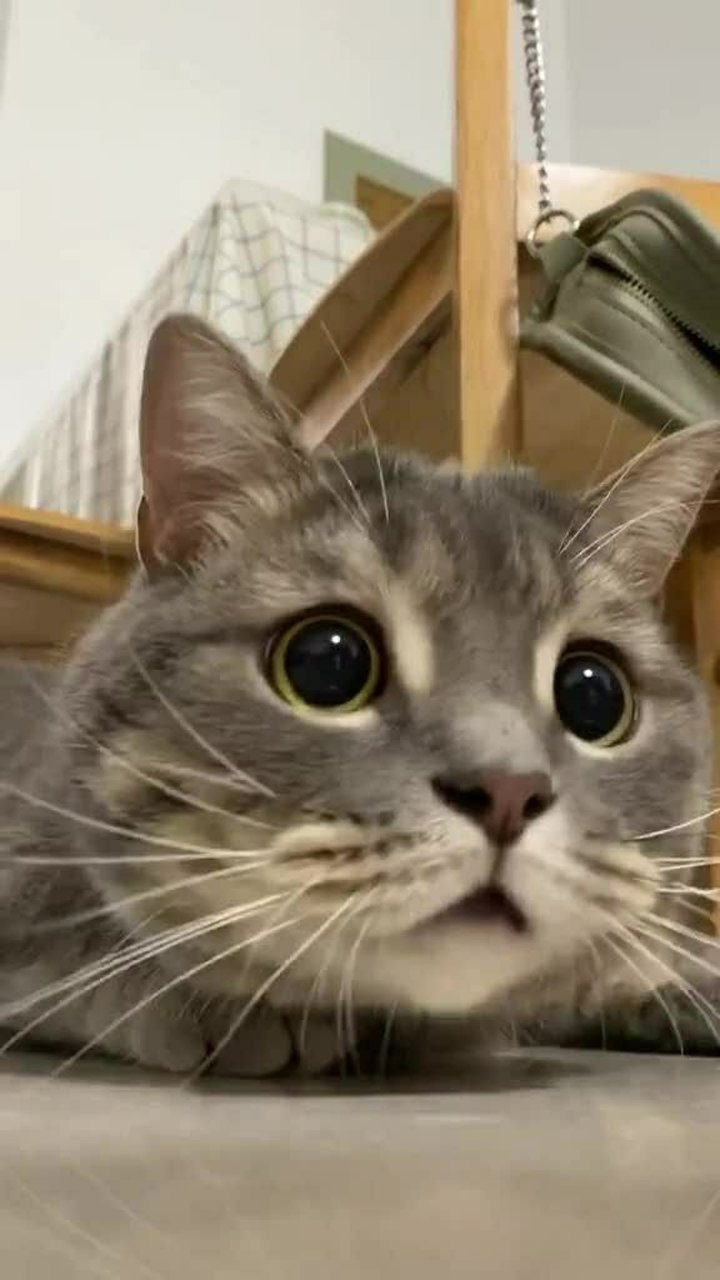 眼睛瞪的像铜铃,射出闪电般精明,啊啊啊黑猫警长