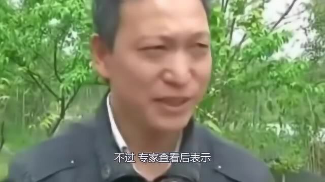 男子钓到怪鱼,误以为是娃娃鱼,原来是东方蝾螈