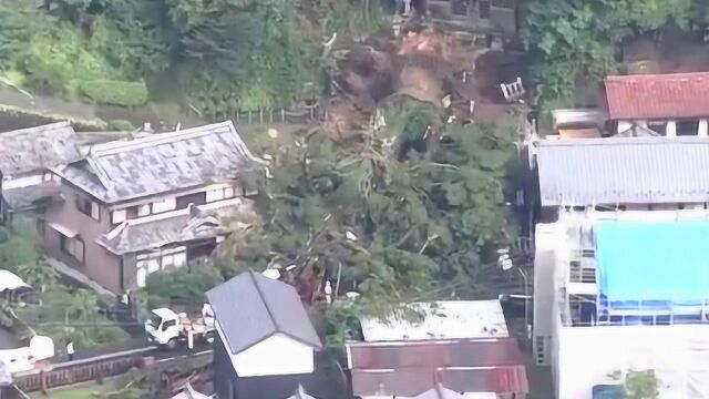 日本千年杉树因大雨连根倒地 曾被神社供奉为神木