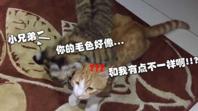 猫咪和老虎朝夕相处,老虎以为自己是猫,下一秒太可爱了!