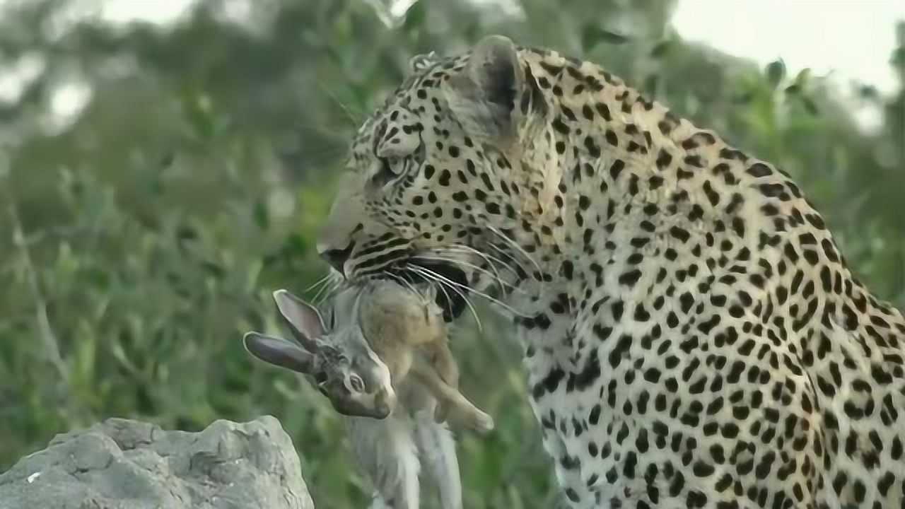 可怜的小兔子惨遭花豹捕食被锋利的牙齿咬在嘴里就这样成了食物
