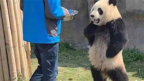 当熊猫得知自己是国宝后，可把它牛坏了，网友：好大的官威啊