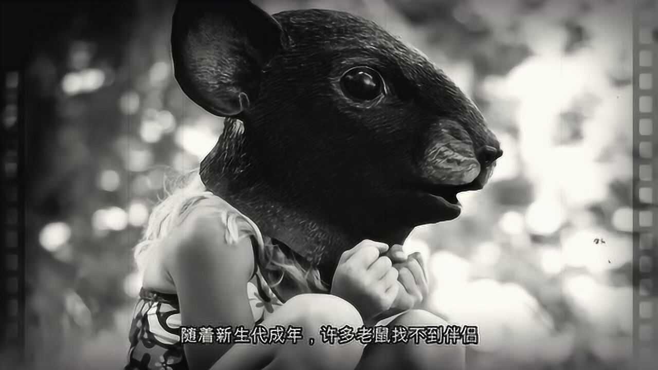 探索人类社会现象的实验,老鼠乌托邦,也是被禁止的暗黑实验