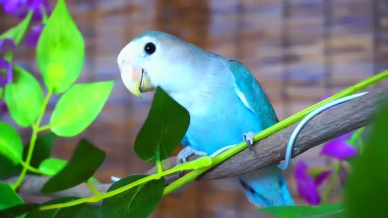 喜欢养鹦鹉,紫罗兰牡丹鹦鹉是首选,养只不后悔_腾讯视频