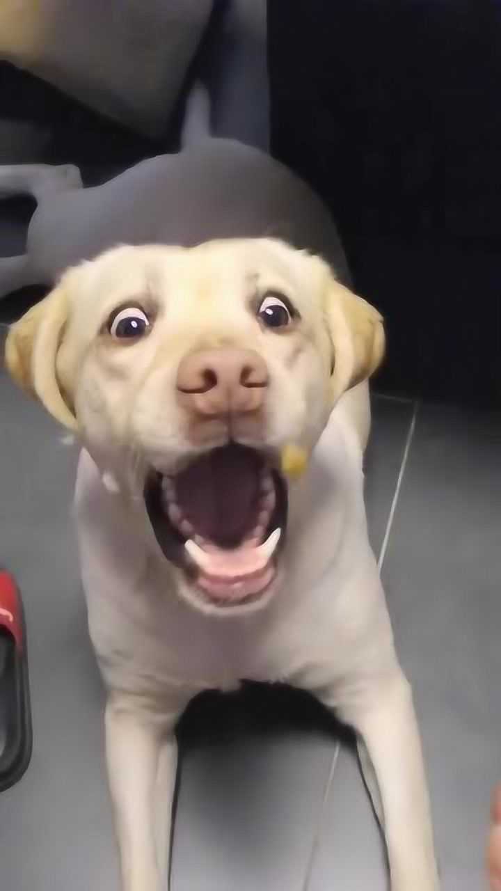 狗子,你居然比我眼睛还要大每一秒都是表情包