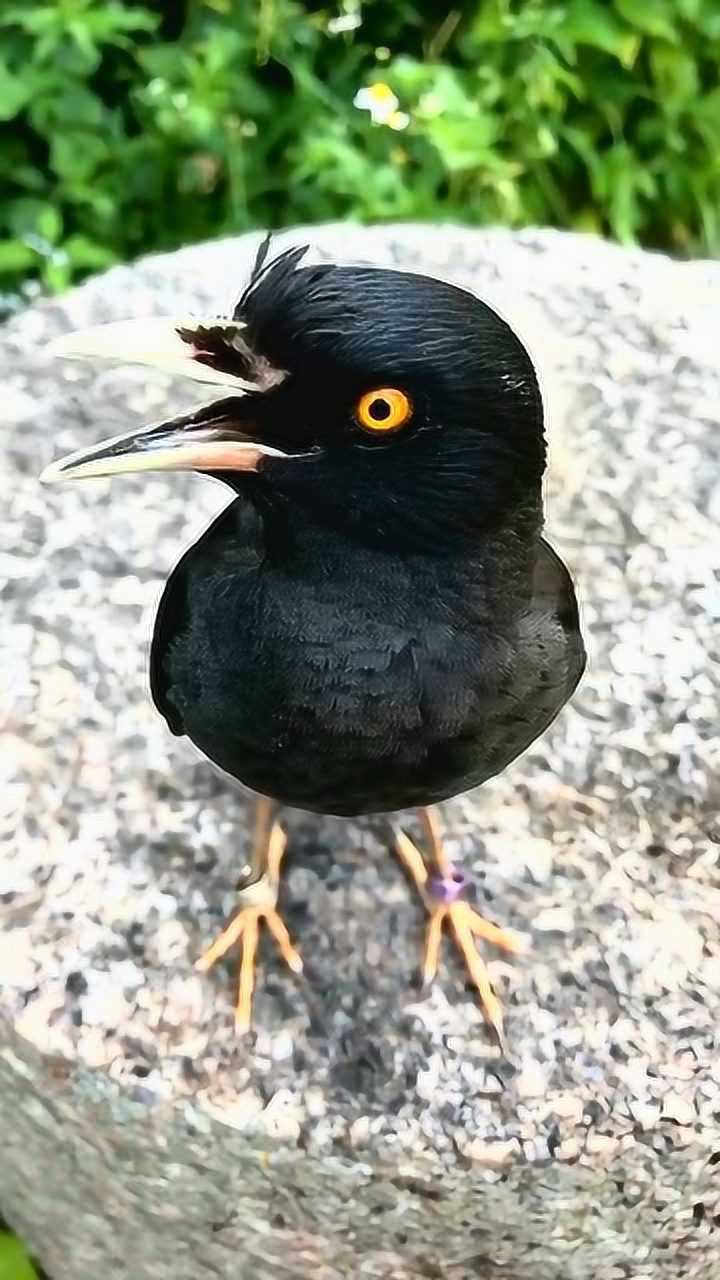 来看看我家八哥的舌头就知道八哥是不用剪舌头的