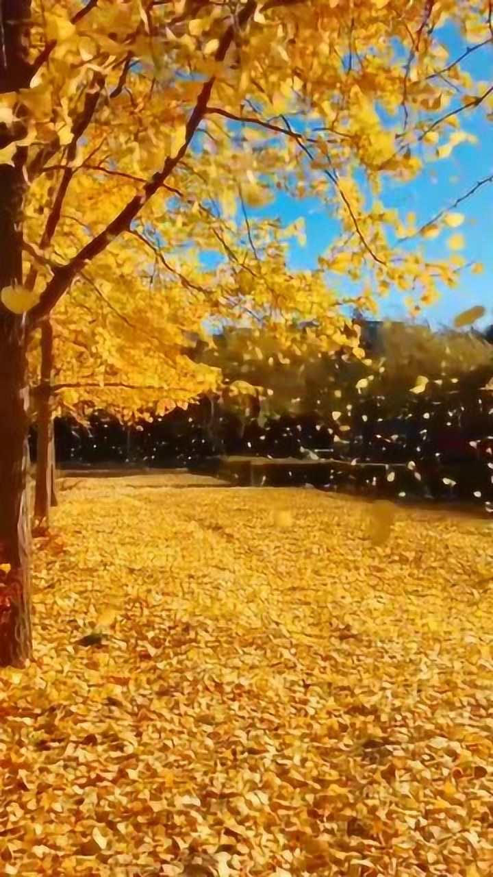 秋天树叶随风落下满地枯黄太美了吧
